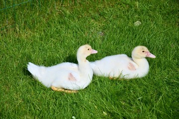 Two fluffy white goslings on the grass