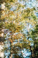 横浜の美しいイチョウの木
