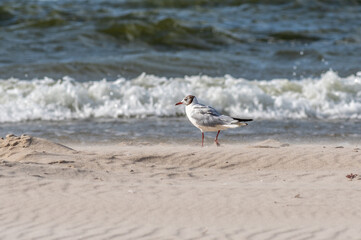 ptactwo nadmorskie na plaży w Polsce © Henryk Niestrój