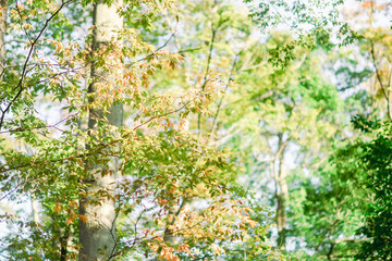 横浜の美しいイチョウの木