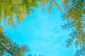 横浜の美しいイチョウの木