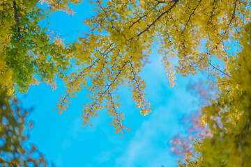 横浜の美しいイチョウの木