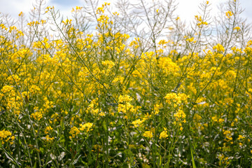 Raps flower close up with blue sky in the background,  North Rhine-Westphalia, Germany