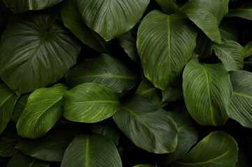 Nature leaves, green tropical forest, backgound illustration concept