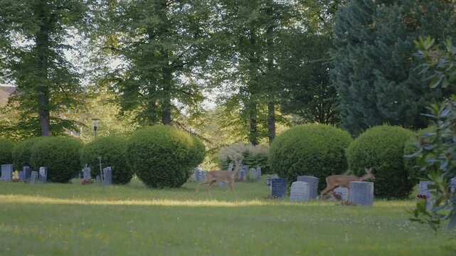 Deer Strolling Among Gravestones in Lush Cemetery