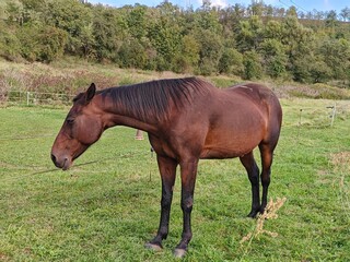 Obraz premium The photo shows a brown horse grazing on a sunny meadow. Green grass surrounds the scene. It exudes a peaceful, rural atmosphere with the charm of a summer day.