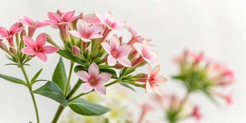 Obraz premium Delicate Bouvardia flowers in a watercolor style, small flowers, watercolor flowers, watercolor art