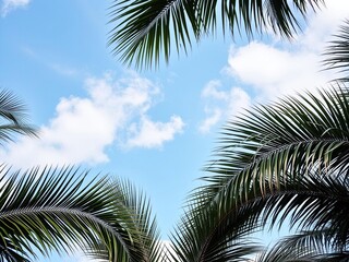 Fototapeta premium Dense palm fronds against a light blue sky with fluffy white clouds, greenery, outdoor, foliage