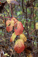 Macro image of Autumn leaves, Derbyshire England
