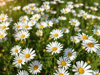 Fototapeta premium Field of white daisies with a sunny sky, sun, white daisies