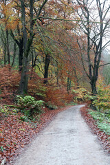Trail through woods in Autumn, Derbyshire England

