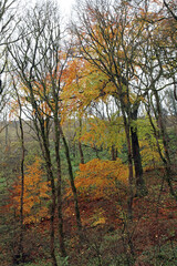 View through English woodland on a wet Autumn day, Derbyshire England
