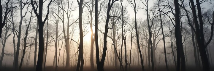 Obraz premium Foggy forest floor tree silhouettes against a clear sky, landscape, foliage