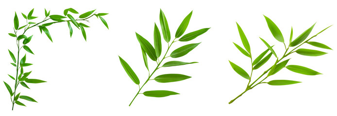 Fototapeta premium collection of green bamboo leaves and branches isolated on transparent