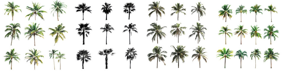 A collection of palm trees showcasing various styles, colors, and foliage characteristics.