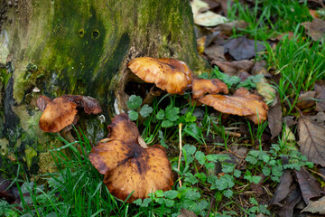 Paralepista flaccida growing at a tree in the autumn forest