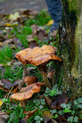 English tawny funnel cap mushrooms in the forest in the fall season
