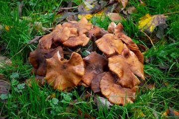Bundle of wild mushrooms in the forest in the fall season