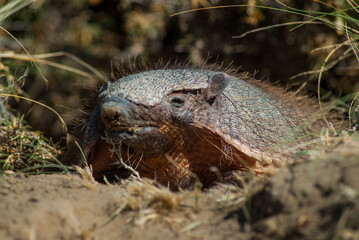 Armadillo in Pampas countryside environment, La Pampa Province, Argentina.