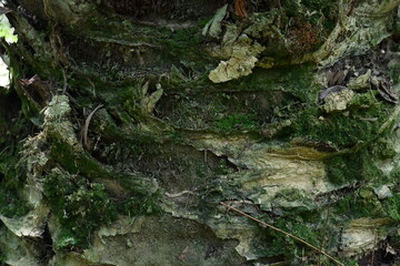 photography of background texture of palm tree bark affected by Ganoderma