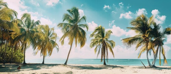 Fototapeta premium Beautiful spacious view of the tropical coast with palm trees and sandy beach at sunset, concept for summer vacation, resort 