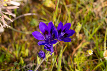 Wildflower of South Africa: The beatiful blue flower of Babiana angustifolia, a geophyte, seen close to Darling in the Western Cape of South Africa