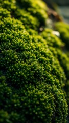 Lush green moss thrives on a rock surface during a sunny afternoon