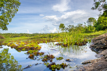 lake in the forest landscape image