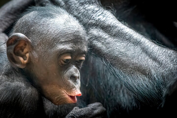 Baby Bonobo Close-Up with Detailed Skin and Fur.