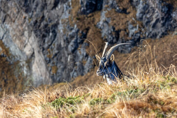 Alps goat in Dolomites ( Italy ) 