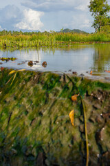 lake in the forest stock photography