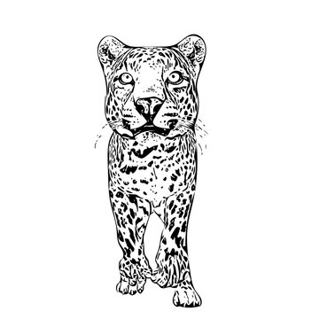 black and white leopard walking forward clip art preview