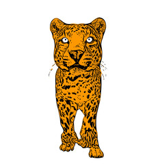 Jaguar panther wild cat vector ilustration 