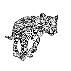 Jaguar panther wild cat vector ilustration 