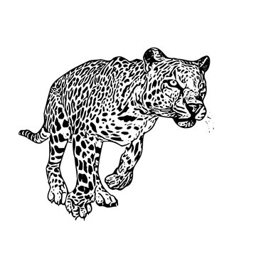 recommend clip art: Jaguar panther wild cat vector ilustration 