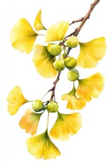 Golden Ginkgo biloba plant leaf in Fall closeup view.
