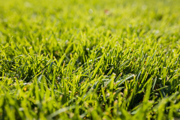 Fototapeta premium Lush green grass thrives under bright sunlight in a serene outdoor setting during the afternoon