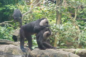 The lion-tailed macaque (Macaca silenus) is a unique and endangered primate native to the Western...
