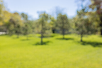 Blurred background of a bright, sunny day in a lush green park filled with young trees, inviting visitors to enjoy nature and the outdoors