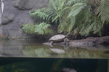 A red-eared slider turtle perches on a sunlit rock, drying its shell after a swim.