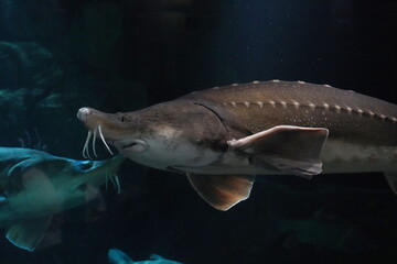 The Giraffe Catfish (Auchenoglanis occidentalis) is a species of freshwater catfish native to...