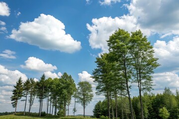 Obraz premium Collection of trees isolated against a bright blue sky with fluffy white clouds, nature, scenery, trees, outdoor, foliage
