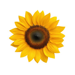Bright and vibrant sunflower in full bloom. transparent background