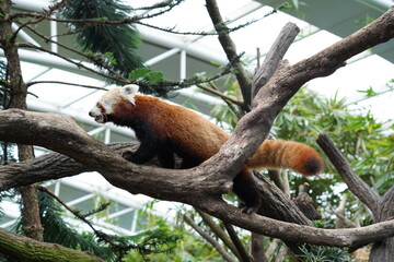 The Red Panda (Ailurus fulgens) is a small, tree-dwelling mammal native to the forests of the Himalayas and southwestern China. 