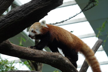 Fototapeta premium The Red Panda (Ailurus fulgens) is a small, tree-dwelling mammal native to the forests of the Himalayas and southwestern China. 