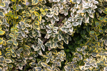 Yellow and green leaves of Euonymus fortunei 'Emerald Gold', evergreen shrub. Bright plant for cottage garden