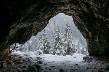 blizzard and snowfall in the mountains, Christmas trees under the snow