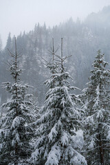 Obraz premium blizzard and snowfall in the mountains, Christmas trees under the snow