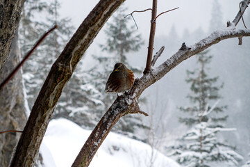 bird in the snow
