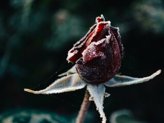 frozen flower red rose with dark background